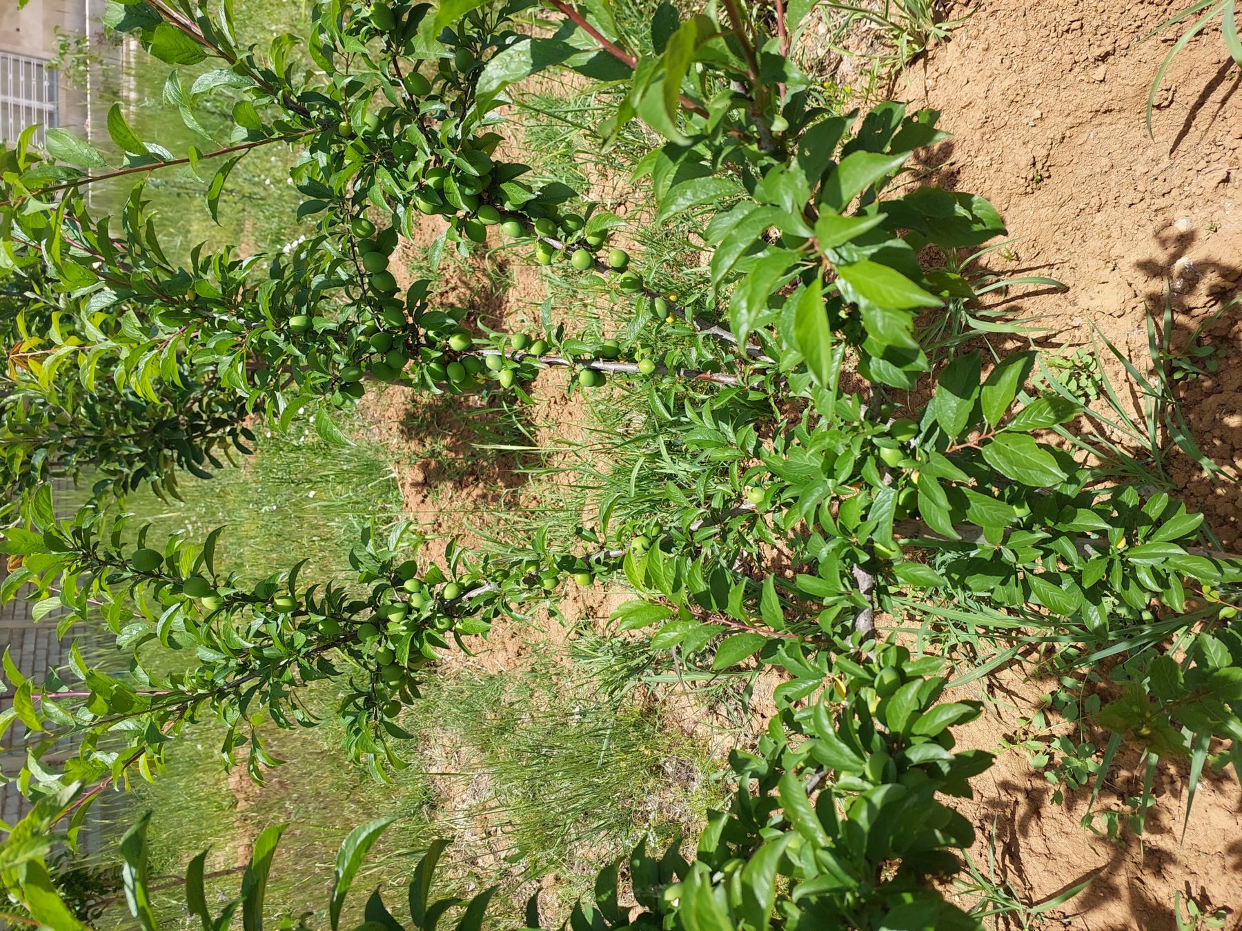 فروش باغ ویلا نزدیک شیراز